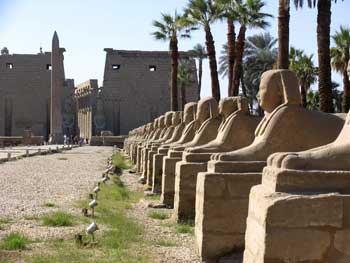 Ancient avenue of sphinxes in Luxor Egypt