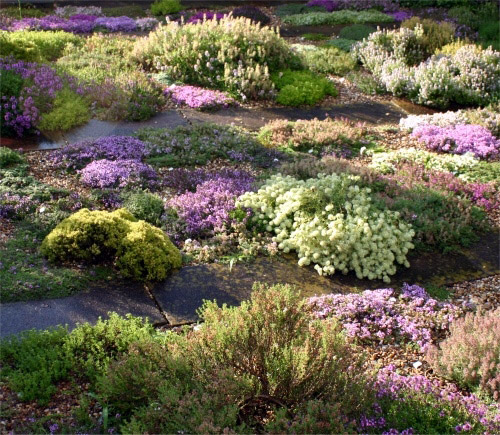 Thymus, LW Plants