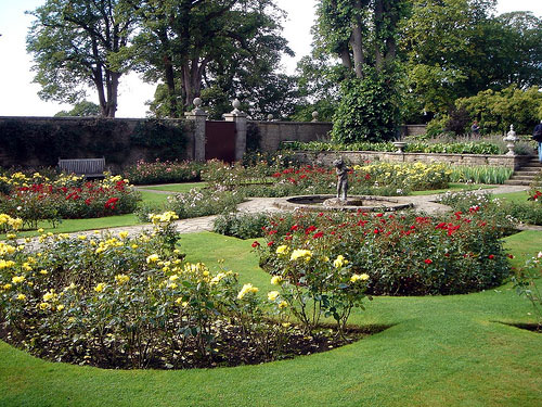 Roses at Lyme Park