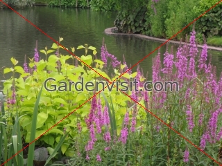 Lythrum