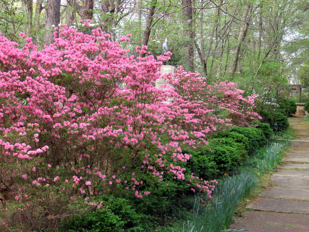 Azaleas, MacCallum More Museum & Gardens