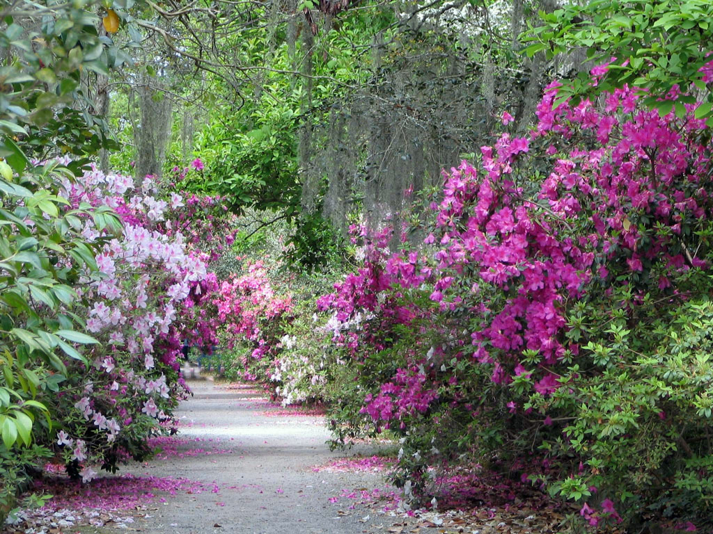 Magnolia Plantation