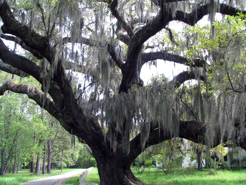 Magnolia Plantation Charleston