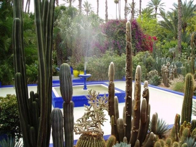 Cacti, Jardin Majorelle