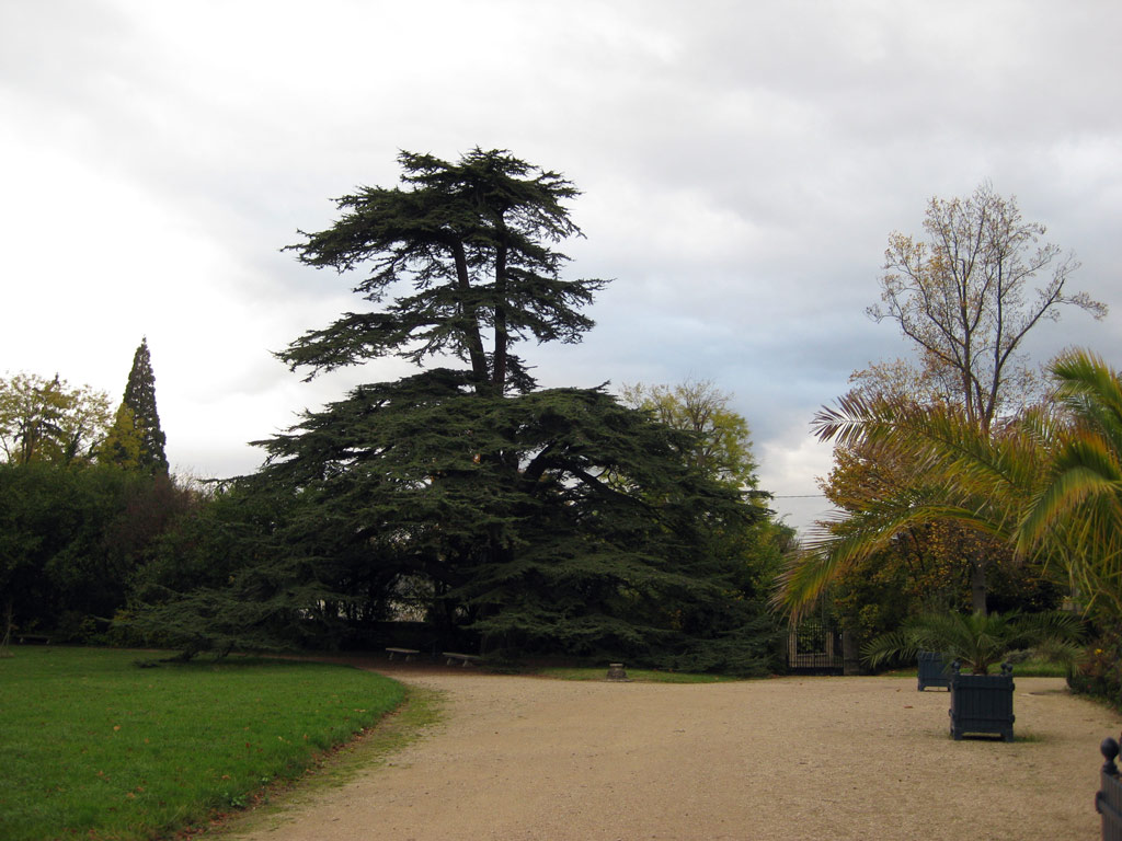 Cedar, Parc de Malmaison