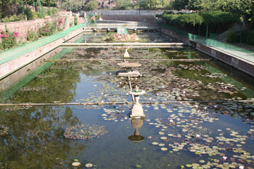 Mandoregardens2