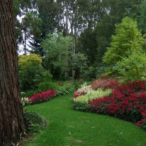 Astilbes, Maple Glen Garden