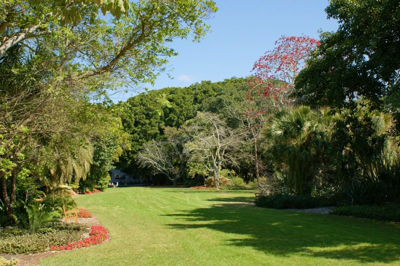 Bombax ceiba, Marie Selby Garden