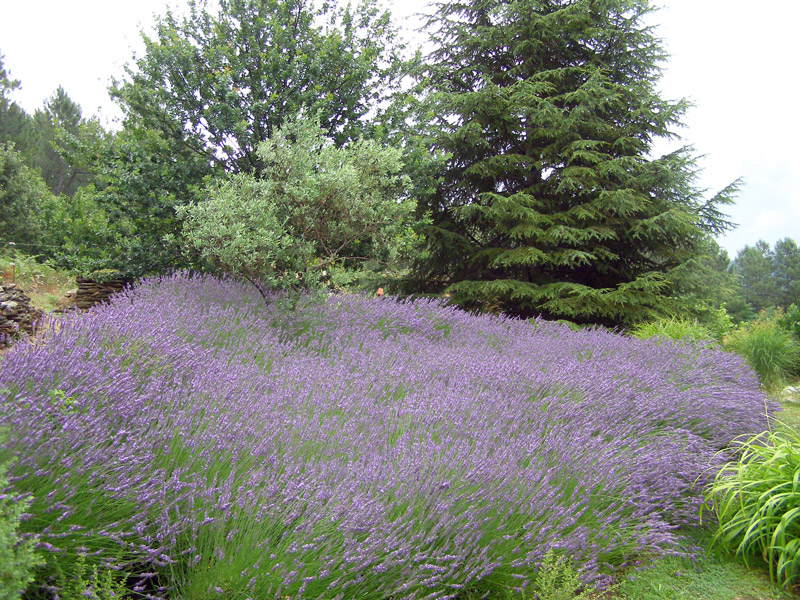 Lavender, Mas de l'Abri