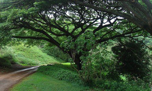 McBryde Garden, Hawaii