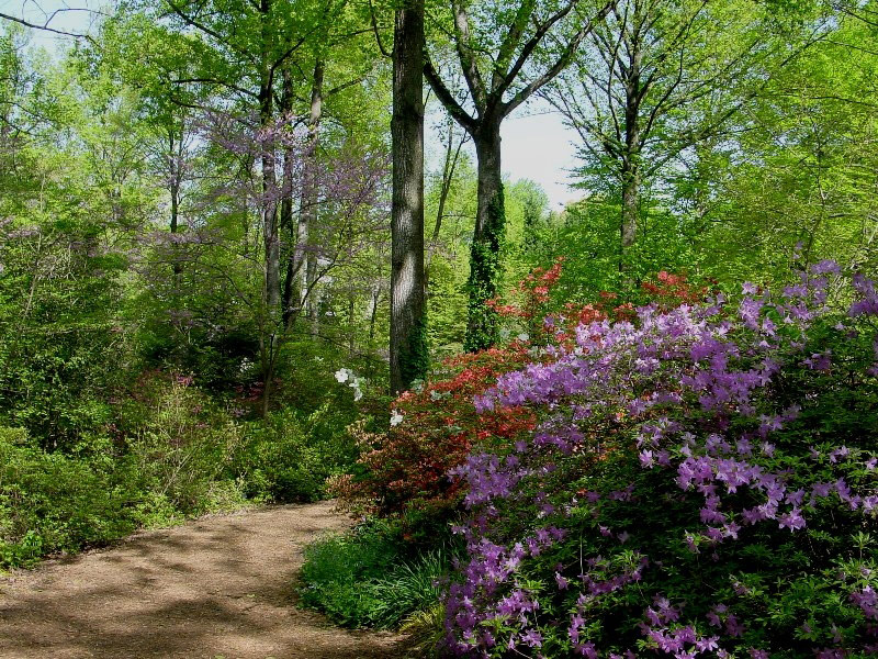 Azaleas, McCrillis Gardens