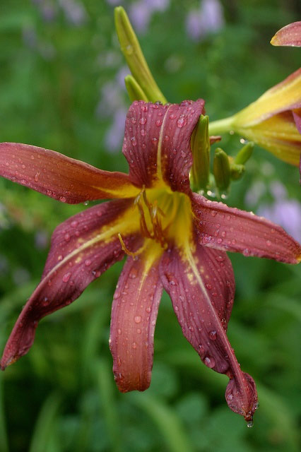McLaughlin Foundation Garden, Maine