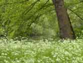 meadow