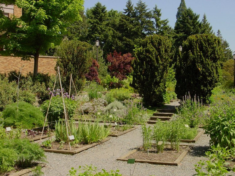 Medicinal herb gardens were characteristic of European universities ...