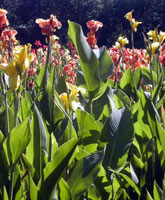 Melbournebotanicalgardens
