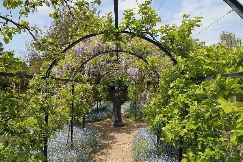 Wisteria, Michelham Priory Gardens