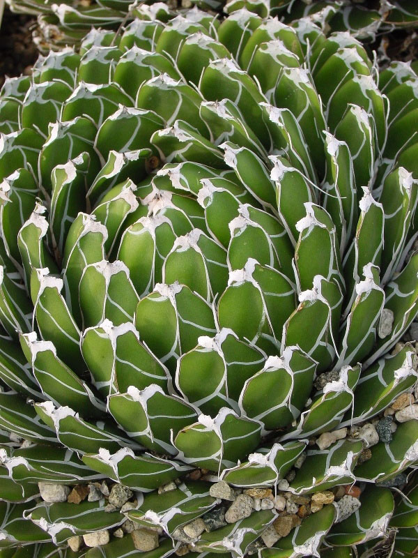 Mildred E Mathias Garden