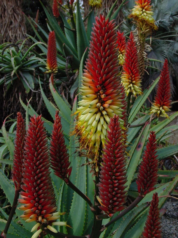 Mildred Mathias Botanical Garden