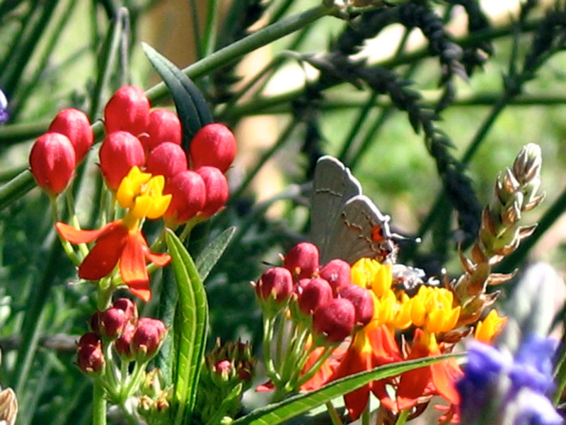 Mildred E Mathias Botanical Gardens, California