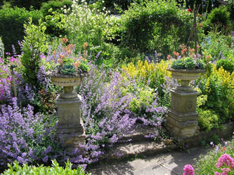 Mill dene catmint