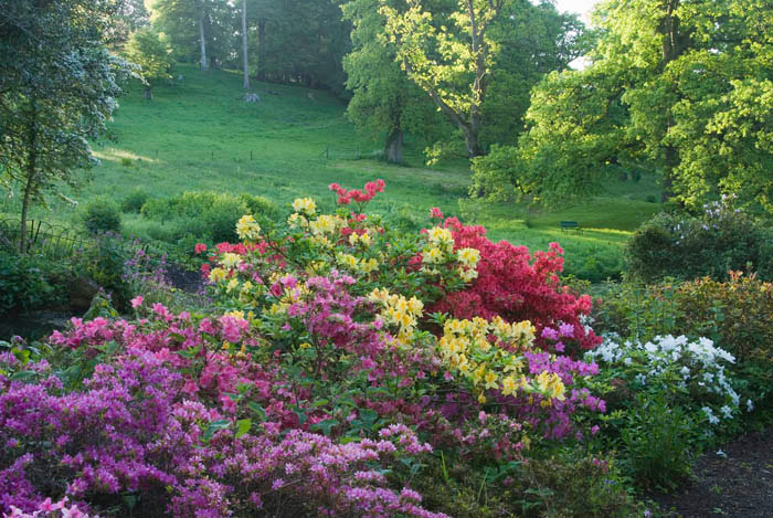 Minterne Gardens, Dorset
