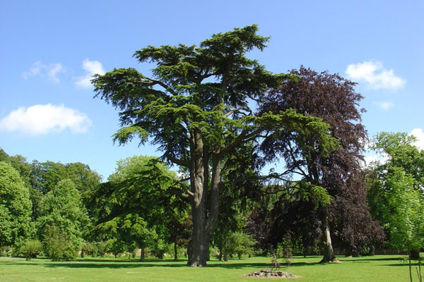 Cedar of Lebenon, Chateau de Miromesnil