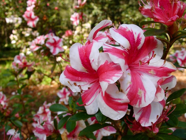 Mobile Botanical Garden