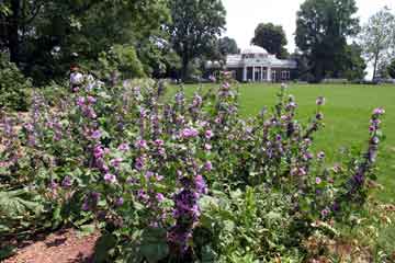 Monticello8