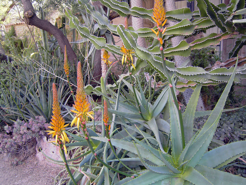 Aloes, Moorten Botanical Garden