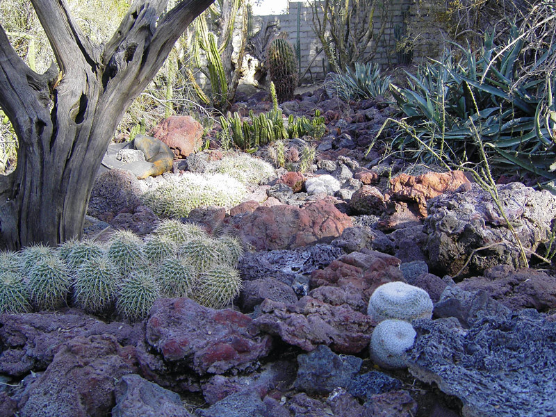 Cacti, Moorten Botanical Garden