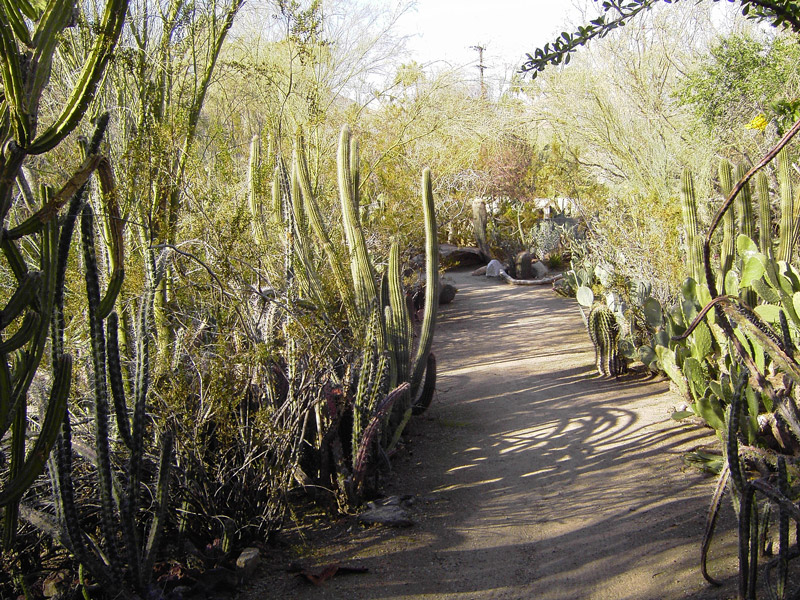 Moorten Botanical Garden