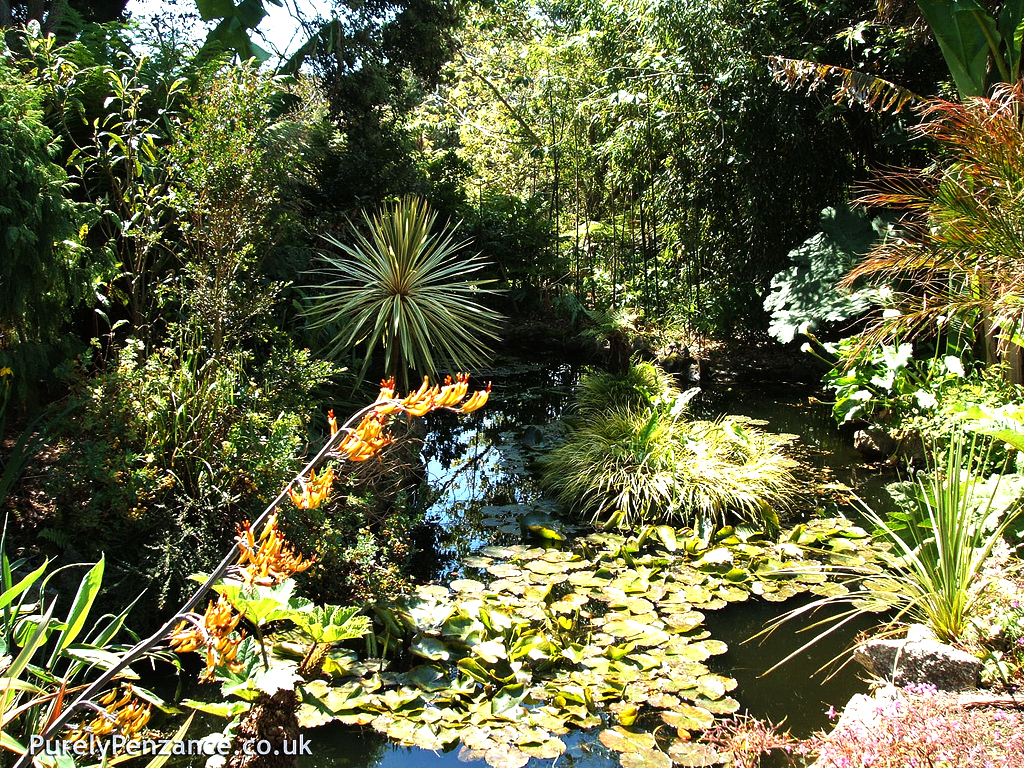 Morab Subtropical Garden Purely Penzance