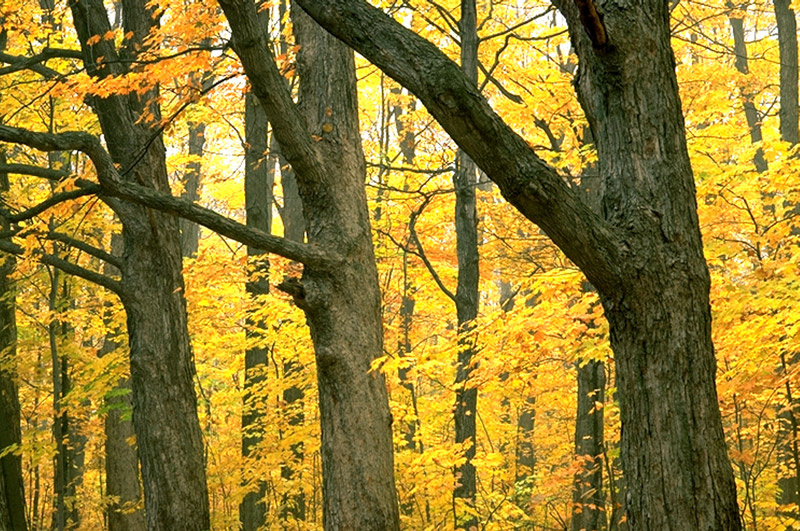 Maples, Morgan Arboretum