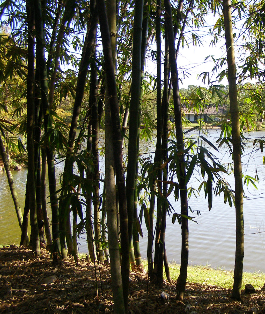 The Morikami Museum and Japanese Gardens