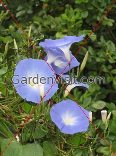 Morning Glory Heavenly Blue