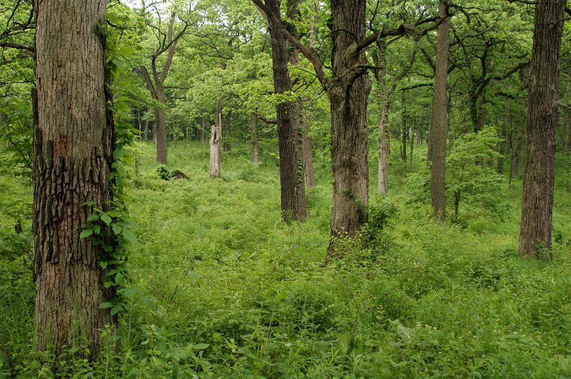 Morton Arboretum, Illinois