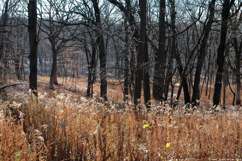 Morton Arboretum, Lisle