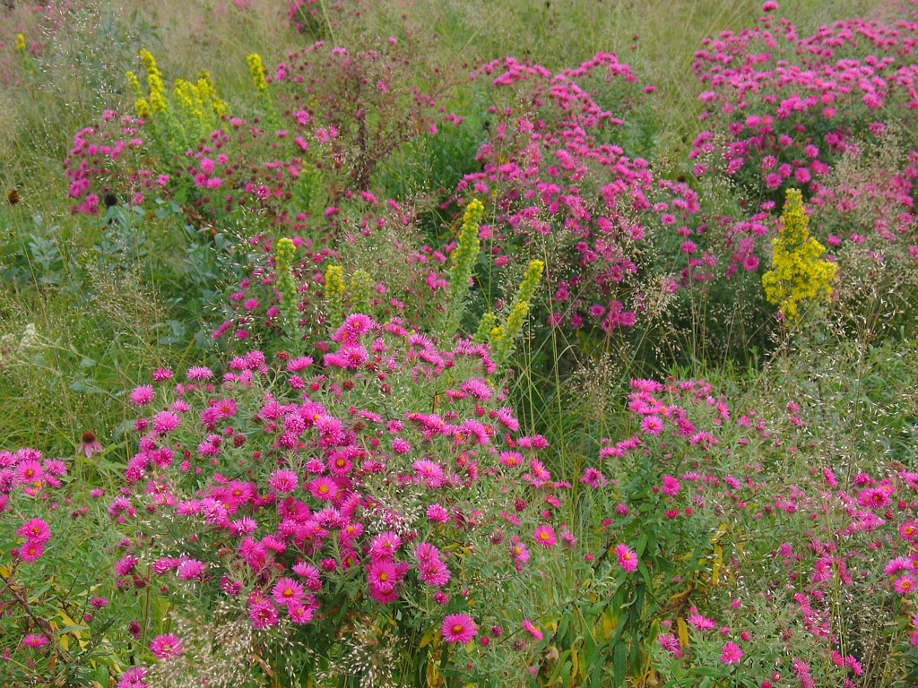 Morton Arboretum, Lisle