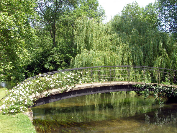 Bridge with white climber rose, Mottisfont Abbey Garden