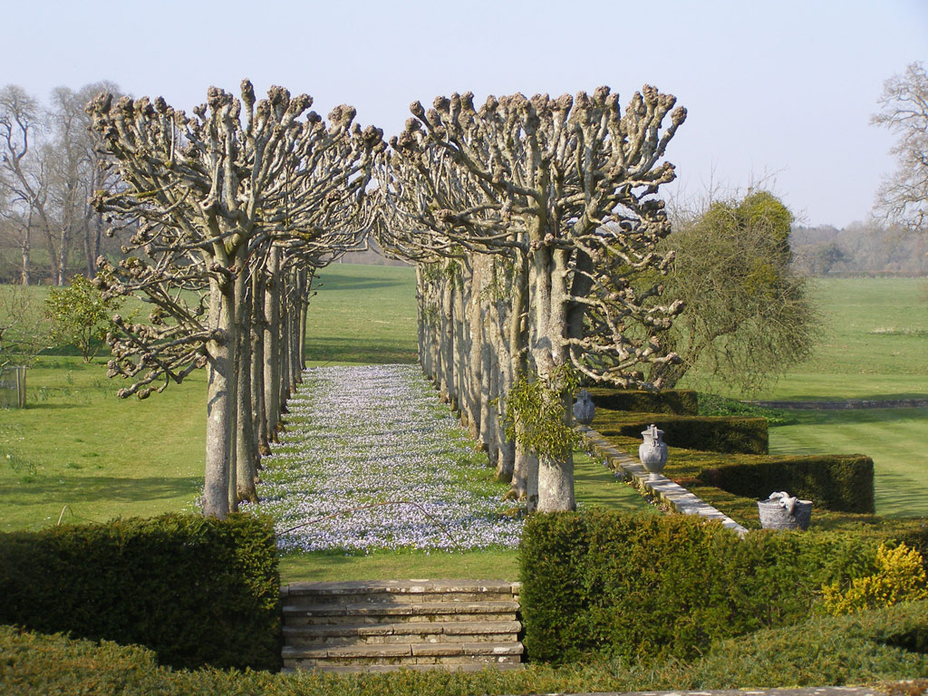Chionodoxa forbesii, Mottisfont Abbey Garden