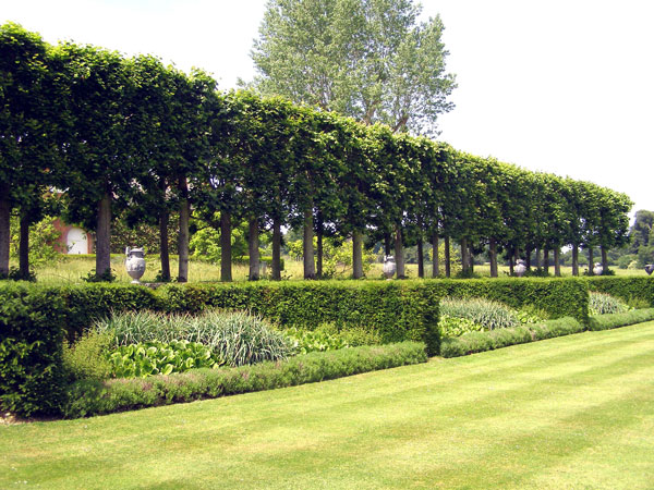 Lime Walk, Mottisfont Abbey Garden