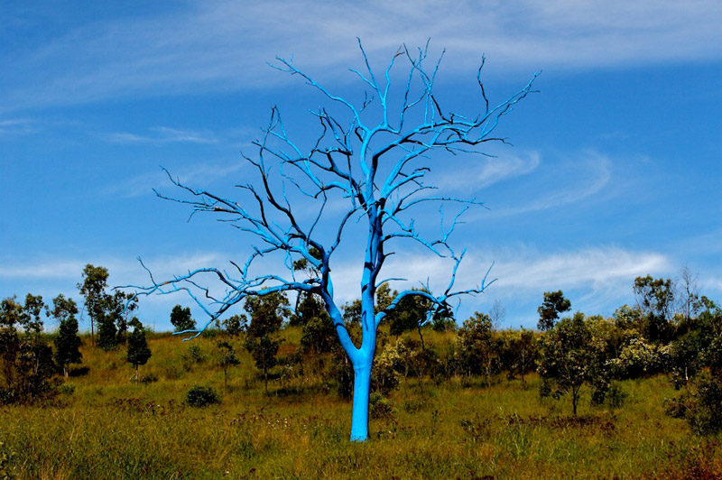 Blue Tree, Mount Annan Botanic Garden