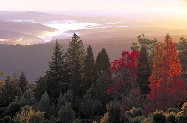 Mount Tomah Botanic Garden, Australia