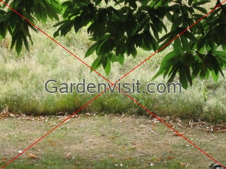 Mown Unmown Grass