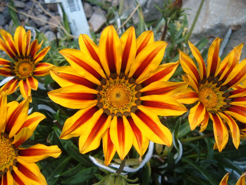 Gazania, National Botanic Garden of Wales