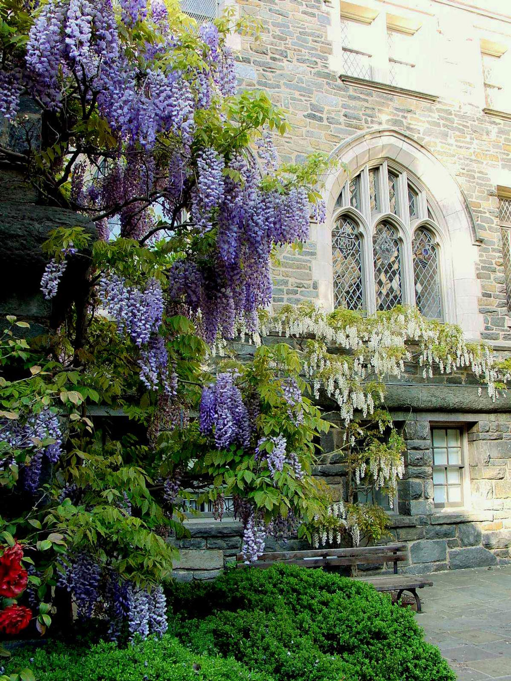 Wisteria, National Cathedral Gardens