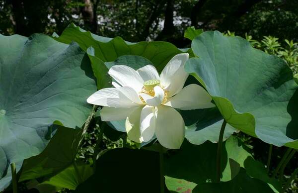 Nelumbo nucifera Sacred Lotus