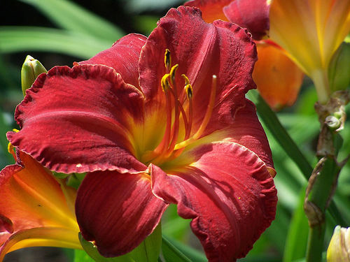 Daylily, New Brunswick Botanical Garden