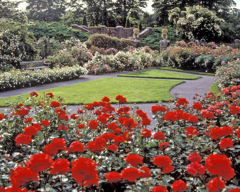 Rose Garden, New York Botanical Garden