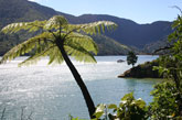 Tree Fern, New Zealand